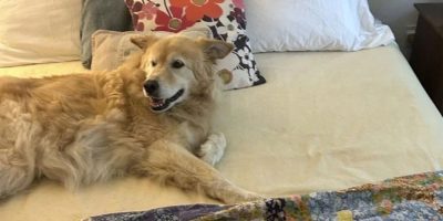 Thomas, retriever