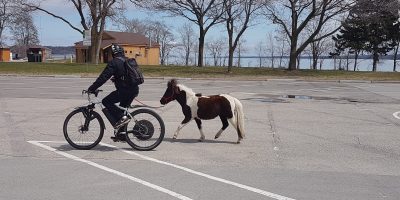 pony downtown Barrie