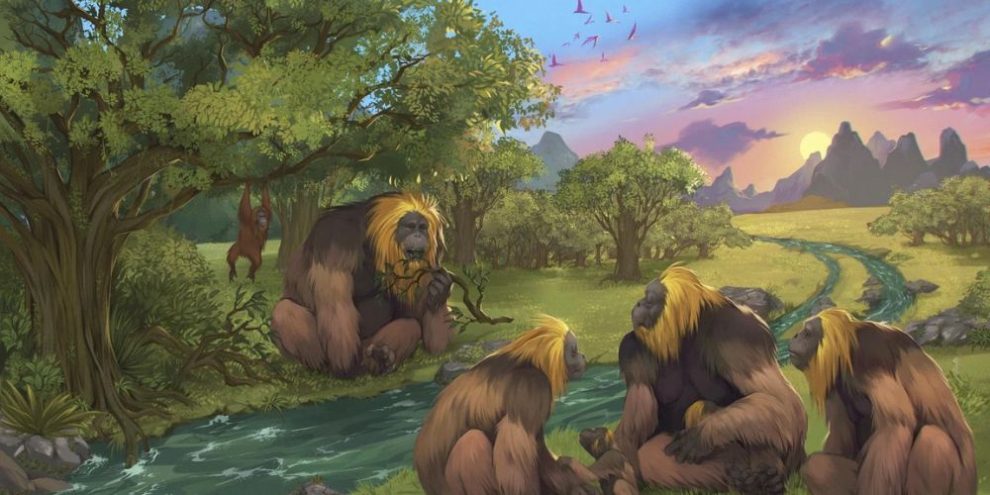 The largest great ape to ever live went extinct because of climate change, study finds