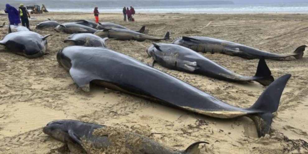 A pod of 55 pilot whales died after being stranded on a beach in Scotland