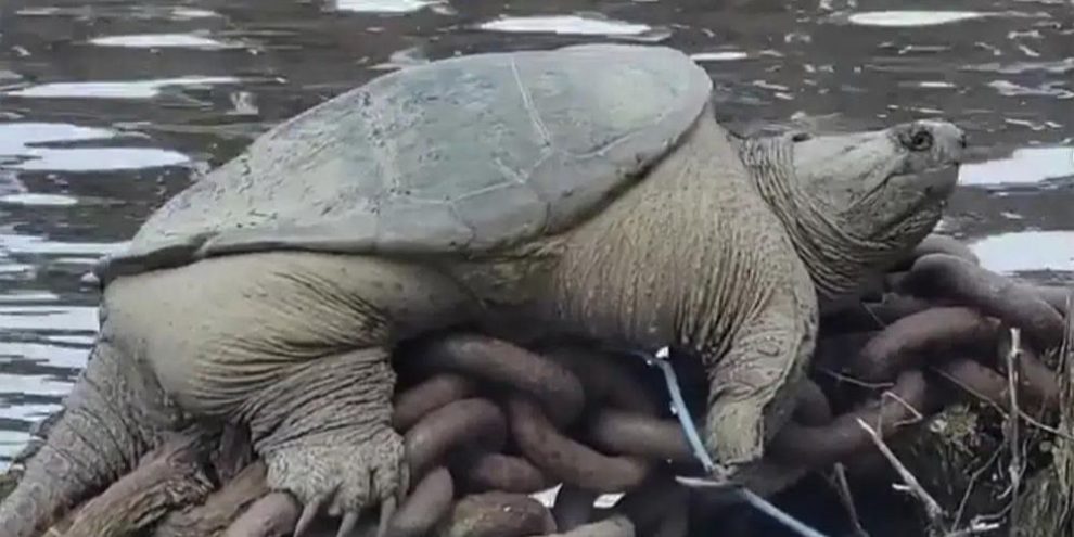 'Chonkosaurus,' plump Chicago snapping turtle captured on video, goes viral
