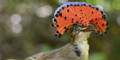 Farms with natural landscape features provide sanctuary for some Costa Rica rainforest birds