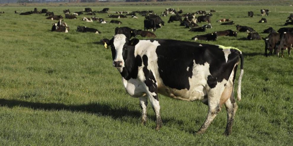 New Zealand targets cow burps to help reduce global warming