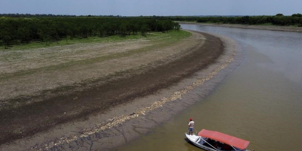 Dozens of dolphins found dead in Brazilian Amazon