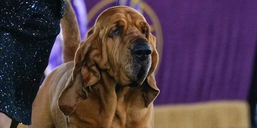 Sound off! Trumpet is 1st bloodhound to win Westminster show