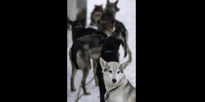Renewed call for end to Iditarod after deaths of eight dogs
