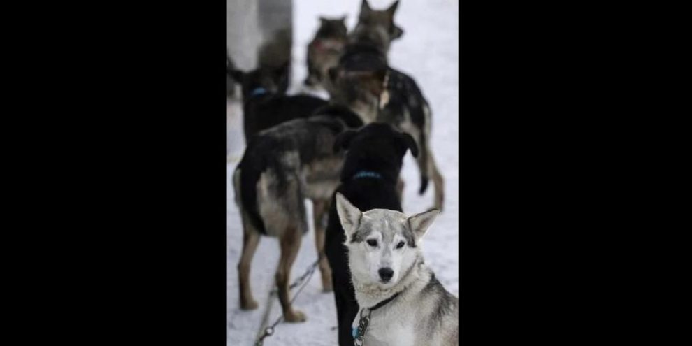 Renewed call for end to Iditarod after deaths of eight dogs