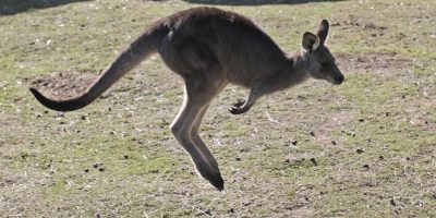 Australian man killed by kangaroo in rare fatal attack