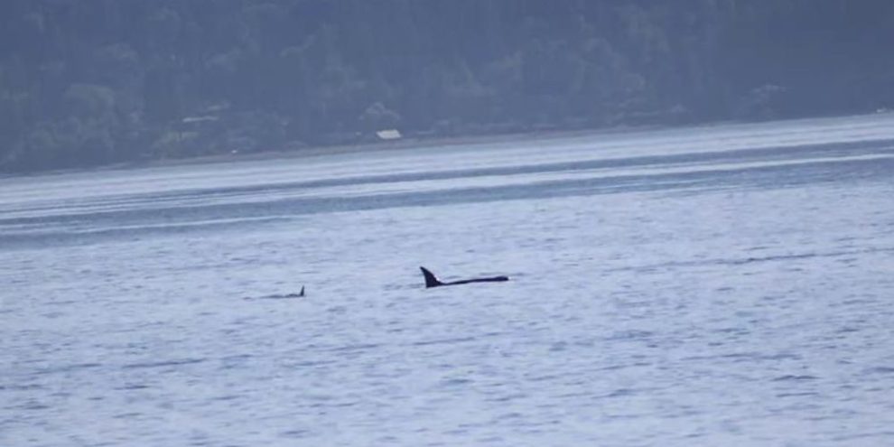 In Seattle, when phones ding, killer whales could be close