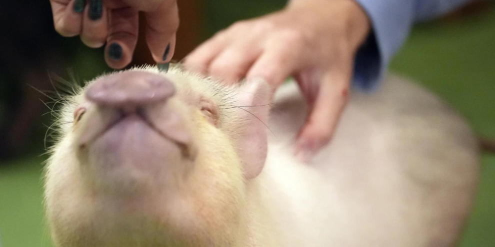 Customers enjoy cuddling with pigs at trendy Japanese cafés