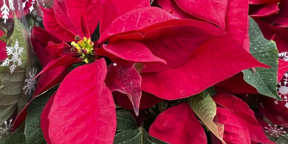 Not so fast: You could toss your poinsettias, or help them ‘bloom’ again next year