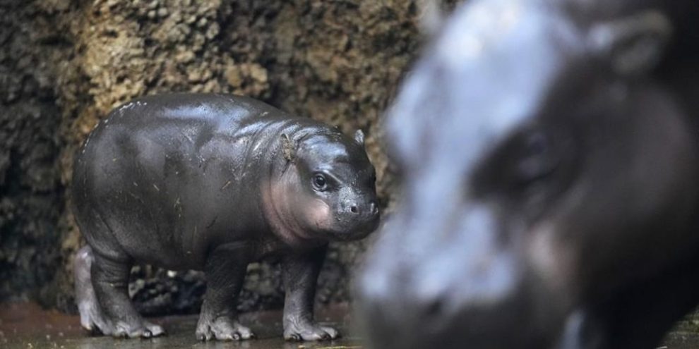 A rare male pygmy hippo born in a Czech zoo debuts his first photoshoot