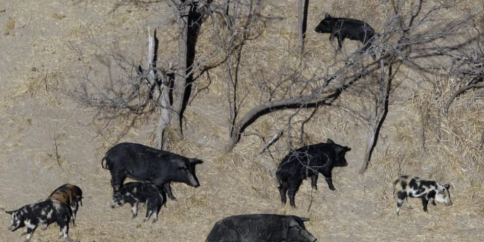 Hard-to-eradicate ‘super pigs’ in Canada threaten to invade the US