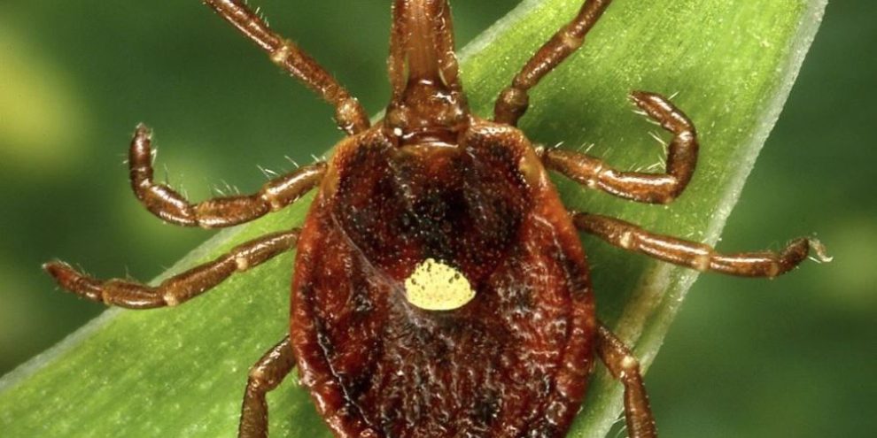 Meat allergy caused by ticks is getting more common: CDC