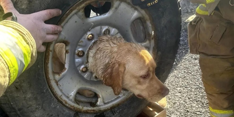 Firefighters in New Jersey rescue a yellow Labrador stuck in a spare tire