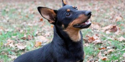 Meet the newest breed to join the American Kennel Club, a little dog with a big smile