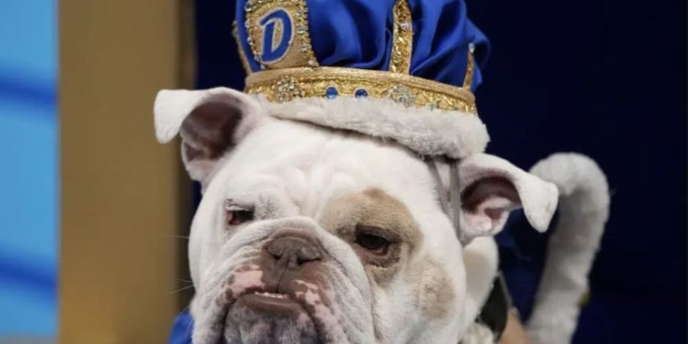 Patch crowned 'beautiful bulldog' at Drake University event