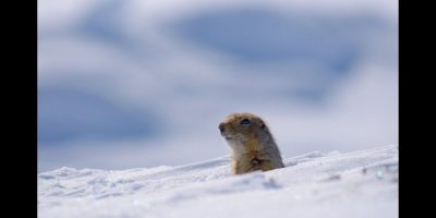 Arctic Squirrel - CP