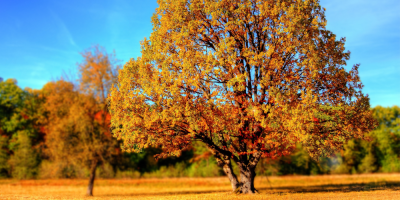 Midhurst Fall Fair