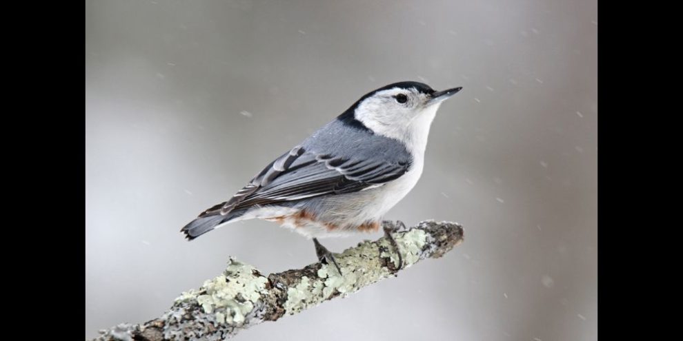 City of Barrie official bird poll