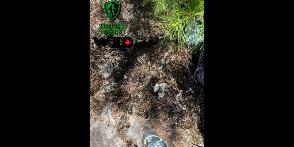 Bigfoot evidence