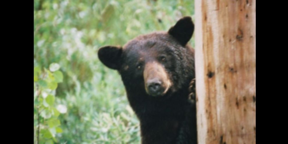 Black bears awaking early from their winter slumber