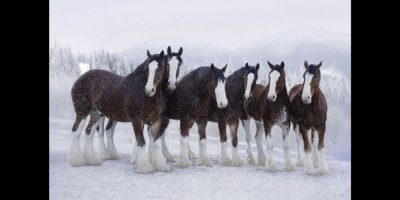 Budweiser Clydesdales - AP