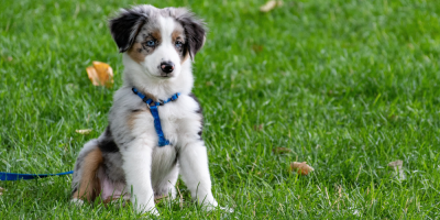 COPE Service Dogs