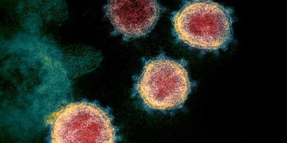’Weak spot’ in virus responsible for COVID−19 could mean new treatments: researchers