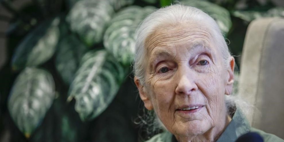 Jane Goodall returns to live events in effort to inspire hope, action on environment
