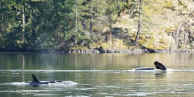 Rescuers have feeding plan for killer whale calf stranded in B.C. lagoon