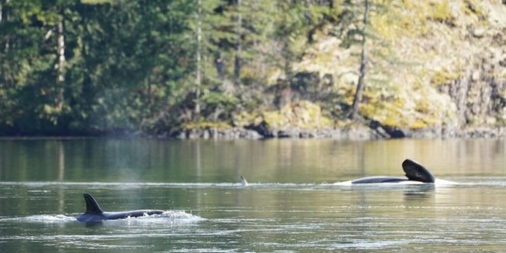 Rescuers have feeding plan for killer whale calf stranded in B.C. lagoon