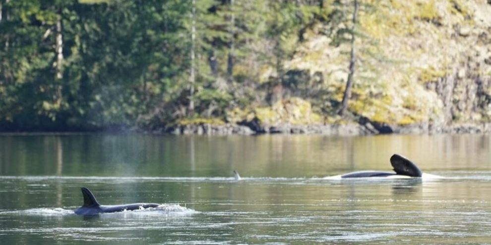 Rescuers look for improved tides this week in effort to save orphaned B.C. whale
