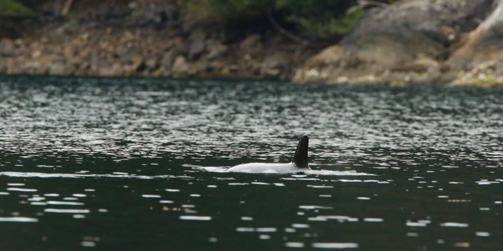 Stranded orca calf remains in B.C. lagoon, breaching at regular intervals