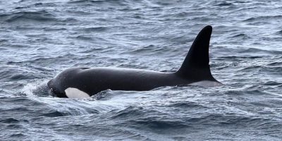 Orcas that hunt the world’s biggest predators may be a new population, say scientists