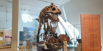 T. Rex an intelligent tool-user and culture-builder? Not so fast, says new research