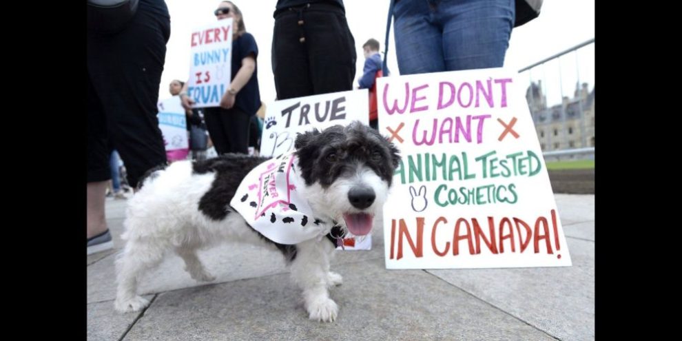 Canada Bans Cosmetic Testing on Animals - CP