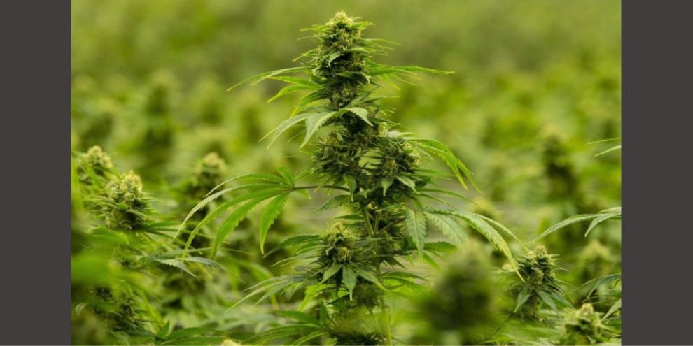 Canada Cannabis Industry - CP