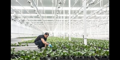 Cannabis producers pivot - CP