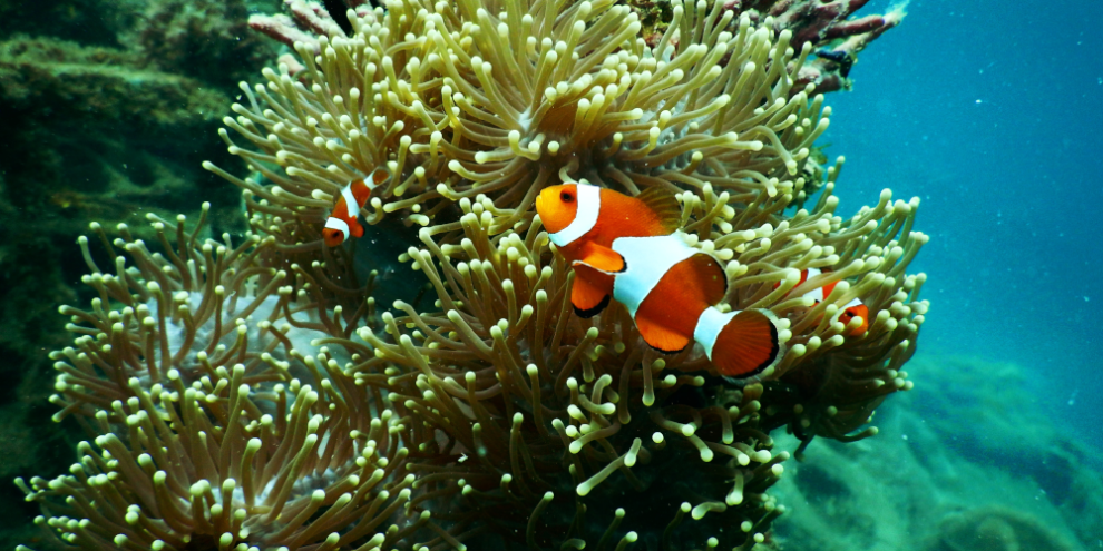 Finding Nemo outdoor film