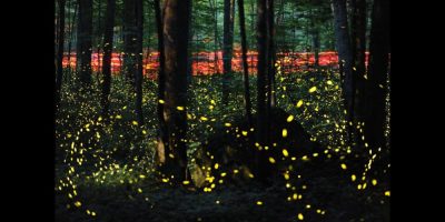 Fireflies - CP