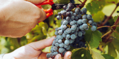 Simcoe County Fruit picking