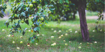 Volunteer Fruit Picking