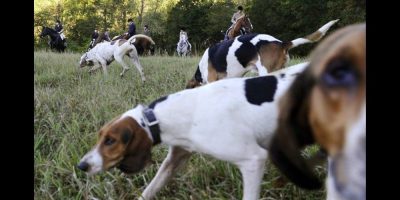 Hunting dog law - CP