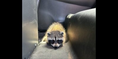 Huntsville OPP raccoon impaired driver - CP