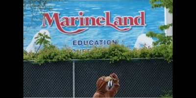 Marineland Black Bears - CP