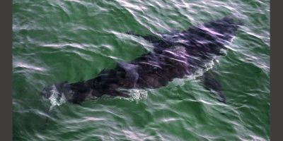 Nova Scotia Shark Tourism - CP