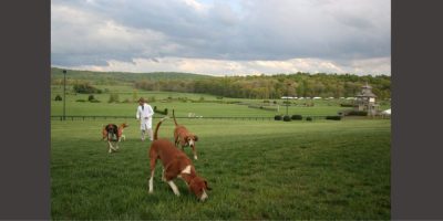 Ontario Dogs Hunting - CP