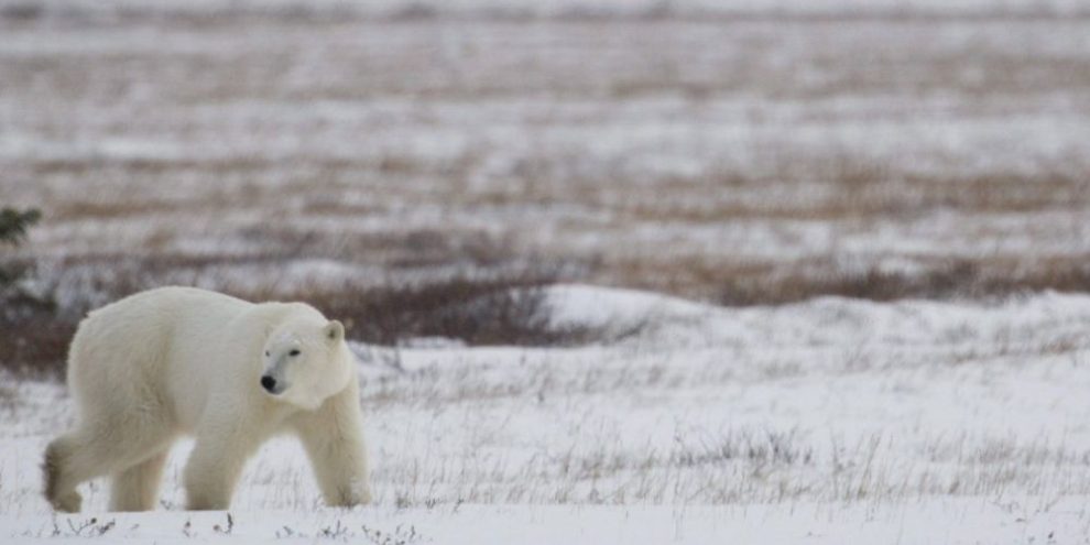 Polar Bears Landfills Climate Change - CP