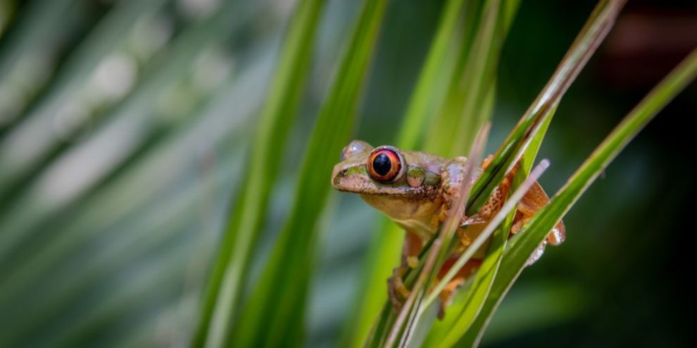 Global loss of wildlife is "alarming”